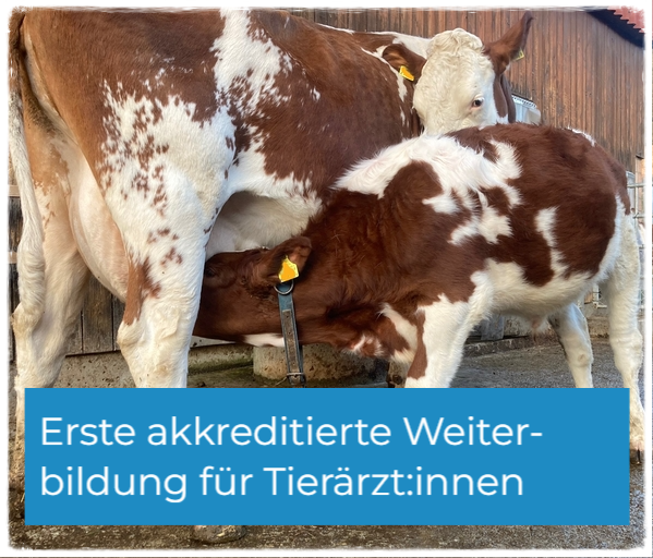 "An der Milchkuh saugende Kälber" ist der Titel der ersten akkreditieren Weiterbildung für Tierärzt:innen 

Kursprogramm und Anmeldung bei der Fachstelle MuKa
mu-ka.ch/weiterbildung-…