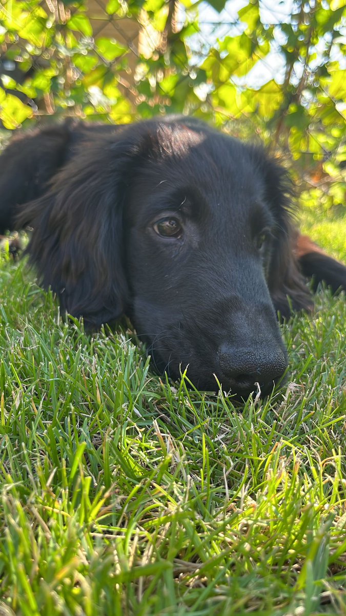 Its_Decibel's tweet photo. @CheesyLeBoef My 14 week old Flatcoated retriever puppy ❤️❤️ https://t.co/p0nhFcR1kb