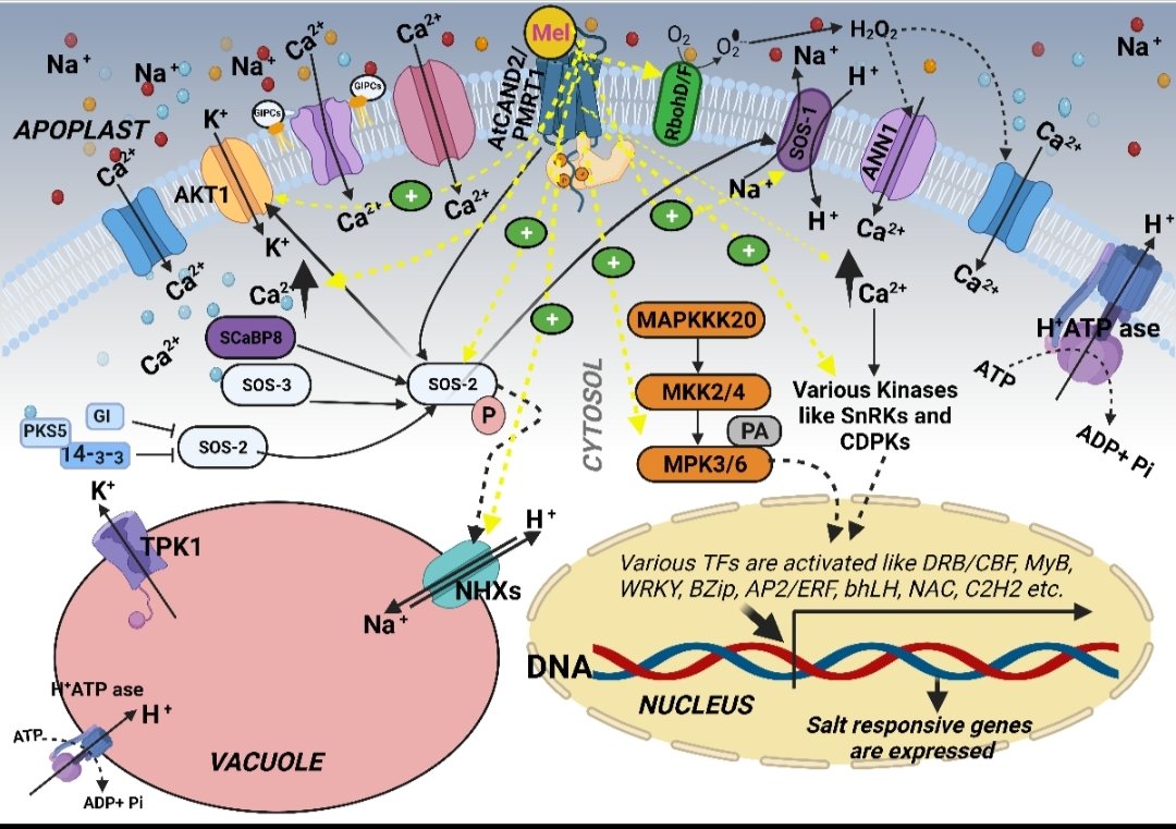 SALEEM06444600's tweet photo. https://t.co/pJKVm61LLz
All praises to Almighty Allah ☺️
Salt-stress signaling and involvement of Melatonin in salt-stress signaling: https://t.co/OKrSIdSREF
