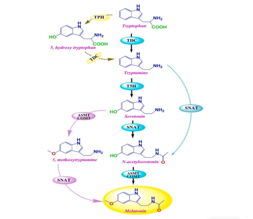 SALEEM06444600's tweet photo. https://t.co/pJKVm61LLz
All praises to Almighty Allah ☺️
Salt-stress signaling and involvement of Melatonin in salt-stress signaling: https://t.co/OKrSIdSREF