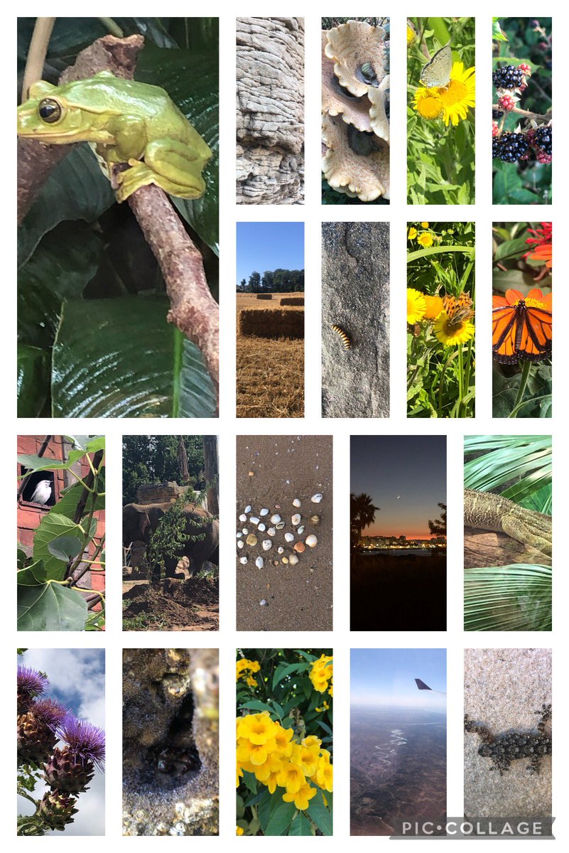 abwasaw80's tweet photo. @thingwallprima1 #rainbowsofnature Oliver &amp; Emily’s collection from our summer holiday. Spotting colour all around us. https://t.co/La7sAZZQif