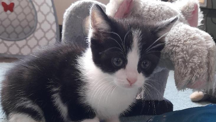 Animal Adoptions UK 🐕‍🦺🐈🐎❤️ tweet media
