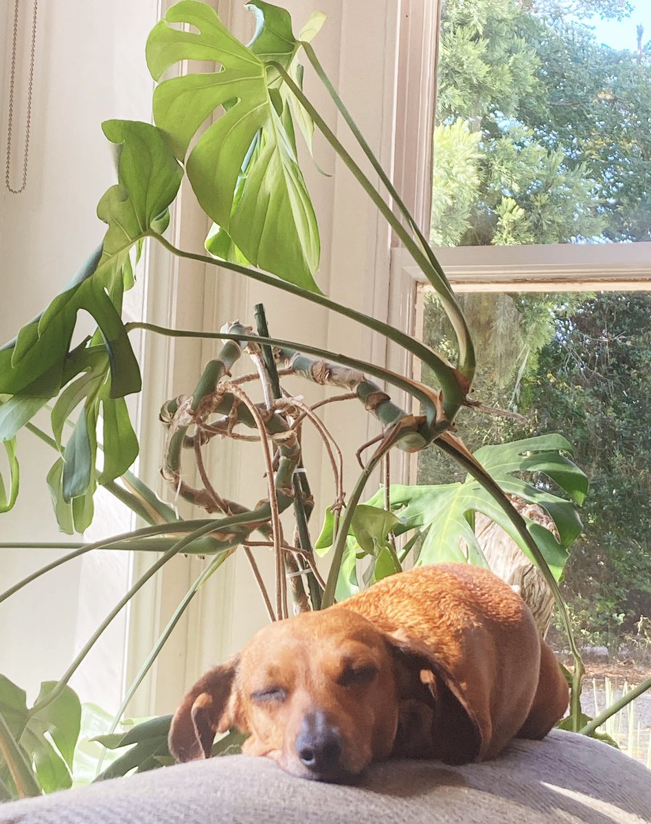 AlexMacras's tweet photo. Yes, there are angels on earth 🤎👼🏻#pupdate #BellaBean #CheBella https://t.co/ev1VRuFgVy