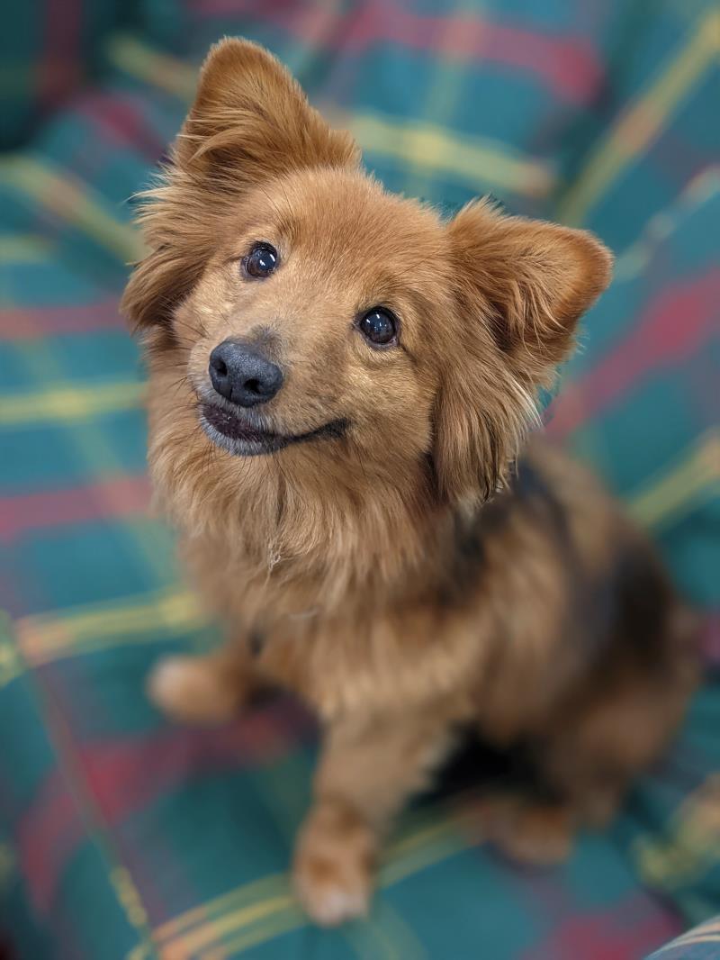 Animal Adoptions UK 🐕‍🦺🐈🐎❤️ tweet media