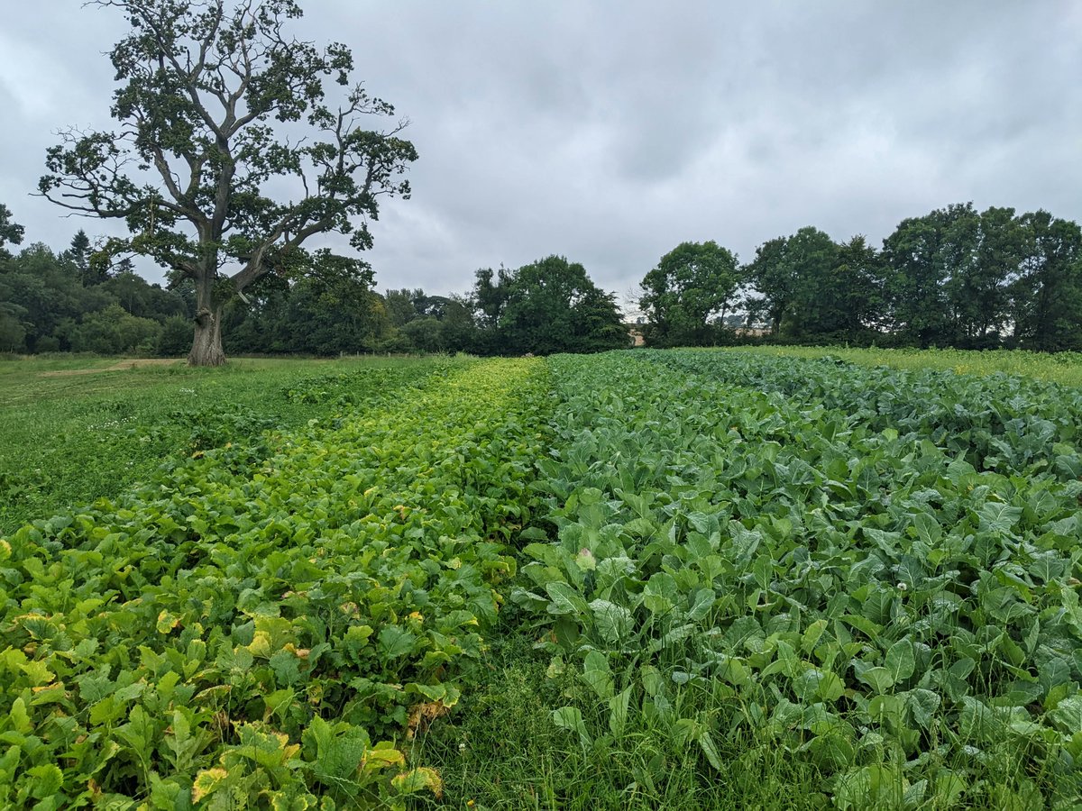 🌾☘️🚜Student crop plot update at our Barony Campus! The recent sunshine and heavy showers has brought our trial crops on well🌦️! Thank you to @watsonseeds who kindly donated the majority of the seed. Take a look at our Agriculture courses here: buff.ly/3QNBTSQ