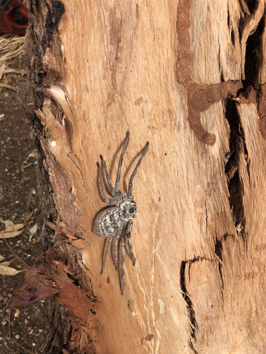 NicolaRaym's tweet photo. Things you find when you are least expecting it #huntsman https://t.co/5lQE2xFQR7
