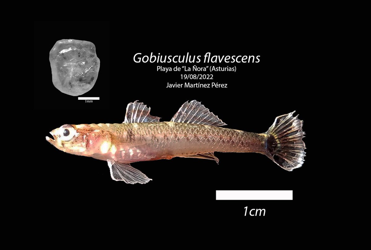 Javier_mart_per's tweet photo. Seguimos trabajando sobre la ictiofauna del Cantábrico, esta vez muestro un ejemplar y otolito de "Gobisculus flavescens". Muy abundantes en los charcos de intermareal. 

#biology #oceanography #Science #biodiversity https://t.co/8JF74n9dm5