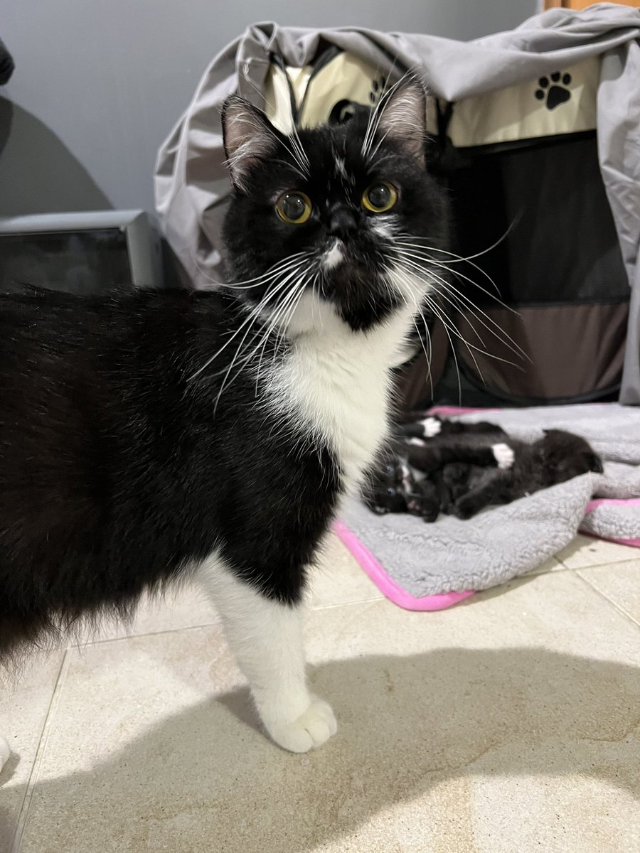 Hayaajj's tweet photo. @cat_georgem @MeraxesCat Omg I think ur yoshi’s uncle cuz this is his mum 🥺💕💕💕 #unclegeorge https://t.co/Hc8p67BO2c