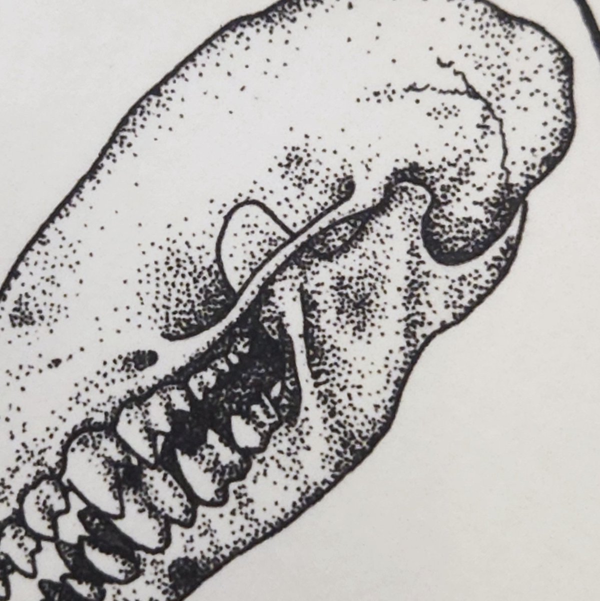 trash bird treasures tweet media