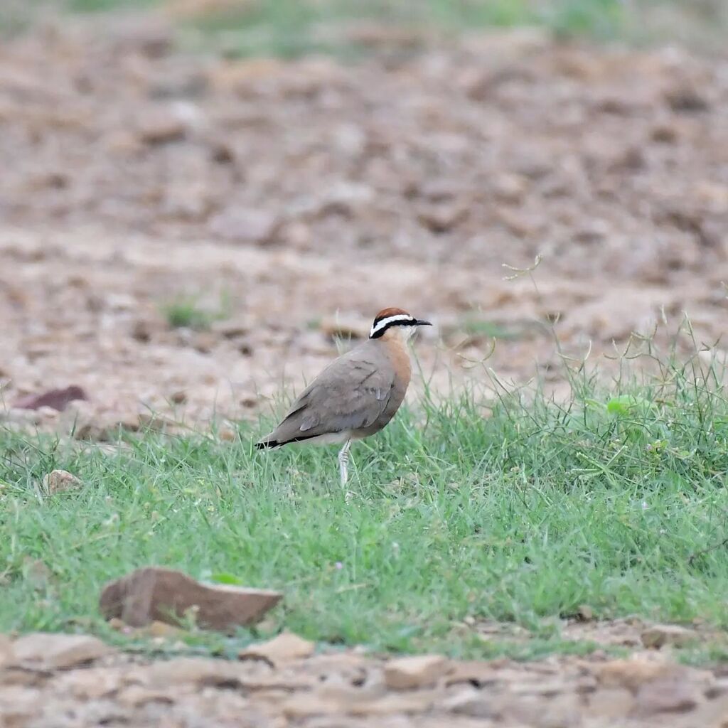 hitchwriter's tweet photo. Essentially a ground bird, the Indian Courser, with dry open land as its habitat, this bird is directly impacted by development activities. Once widespread this fellow is now elusive!
#indiaves #birdwatching #indiancourser #courser
#jaisalmer #desertnationalpark #grassland… https://t.co/gLkxj5Cq2U