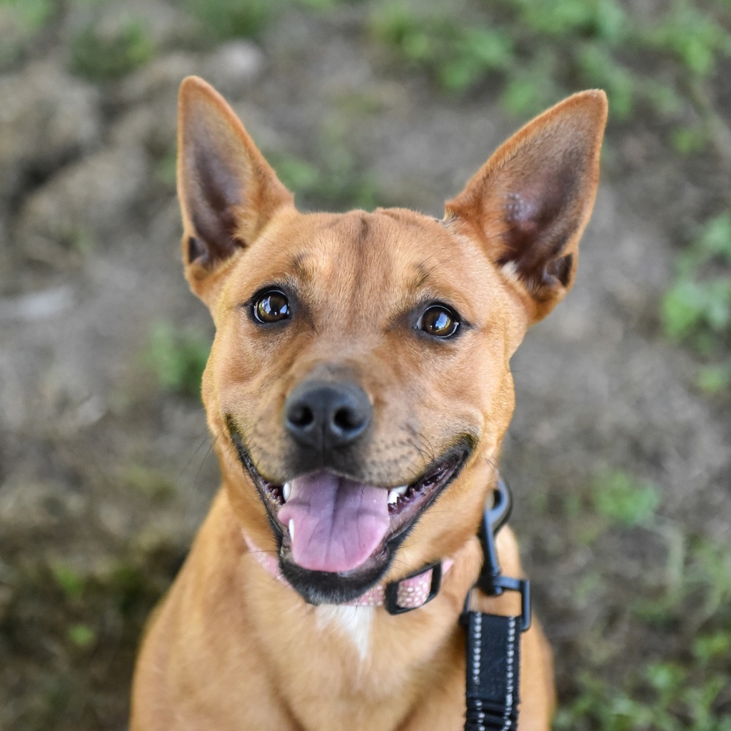 AWLQ's tweet photo. Are you looking for your next best friend? 🐶

Our Animal Rehoming Centres are full of beautiful dogs waiting patiently for someone to take them home. 🏡💜

For more on our available dogs please visit - https://t.co/sG80iZaSvO

#awlqld #choosetoadopt #shelterdog https://t.co/Hu9vxFDdwv