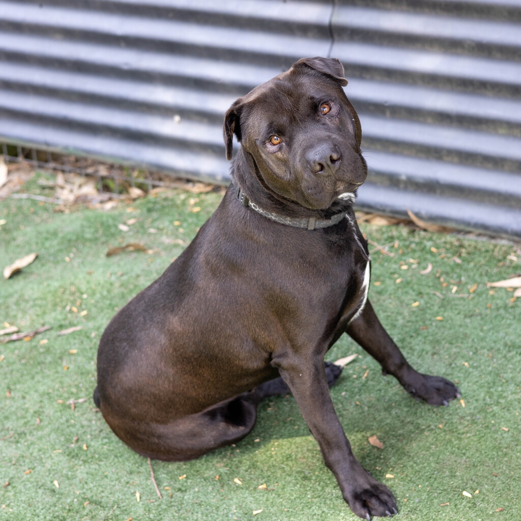 AWLQ's tweet photo. Are you looking for your next best friend? 🐶

Our Animal Rehoming Centres are full of beautiful dogs waiting patiently for someone to take them home. 🏡💜

For more on our available dogs please visit - https://t.co/sG80iZaSvO

#awlqld #choosetoadopt #shelterdog https://t.co/Hu9vxFDdwv
