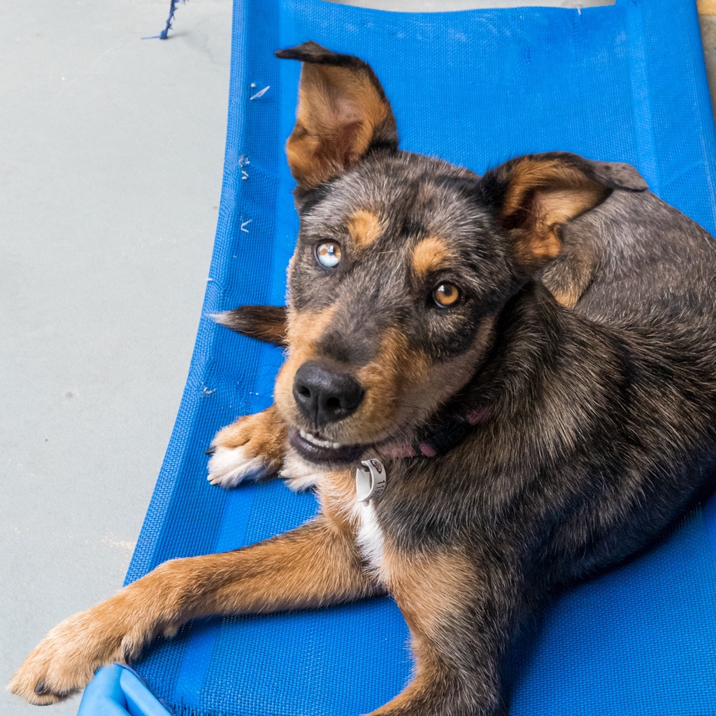 AWLQ's tweet photo. Are you looking for your next best friend? 🐶

Our Animal Rehoming Centres are full of beautiful dogs waiting patiently for someone to take them home. 🏡💜

For more on our available dogs please visit - https://t.co/sG80iZaSvO

#awlqld #choosetoadopt #shelterdog https://t.co/Hu9vxFDdwv