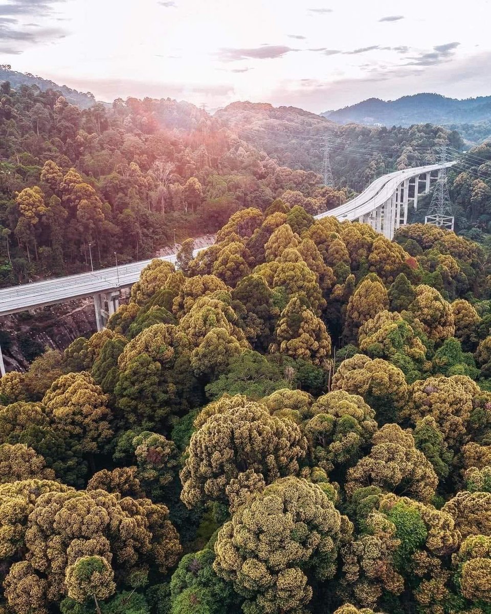 AkeemSharyzal's tweet photo. Fakta menarik, hanya tinggal 400 batang pokok dari spesis ini (hopea subalata) di dunia, dan ia hanya didapati di hutan Kanching, Selangor. Rawang Bypass terpaksa di bina melengkung supaya pokok pokok ni tidak ditebang, dulu rumah aku dekat Serendah je. https://t.co/DHNA1dfDdT