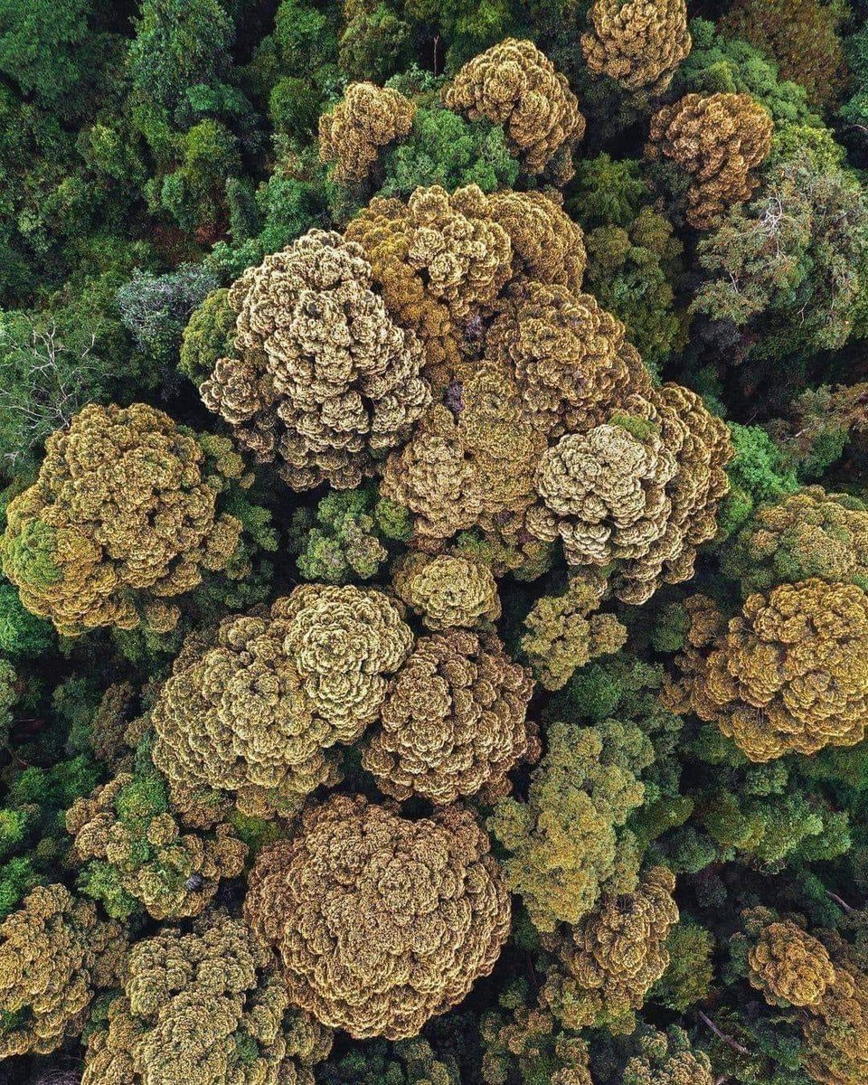 AkeemSharyzal's tweet photo. Fakta menarik, hanya tinggal 400 batang pokok dari spesis ini (hopea subalata) di dunia, dan ia hanya didapati di hutan Kanching, Selangor. Rawang Bypass terpaksa di bina melengkung supaya pokok pokok ni tidak ditebang, dulu rumah aku dekat Serendah je. https://t.co/DHNA1dfDdT