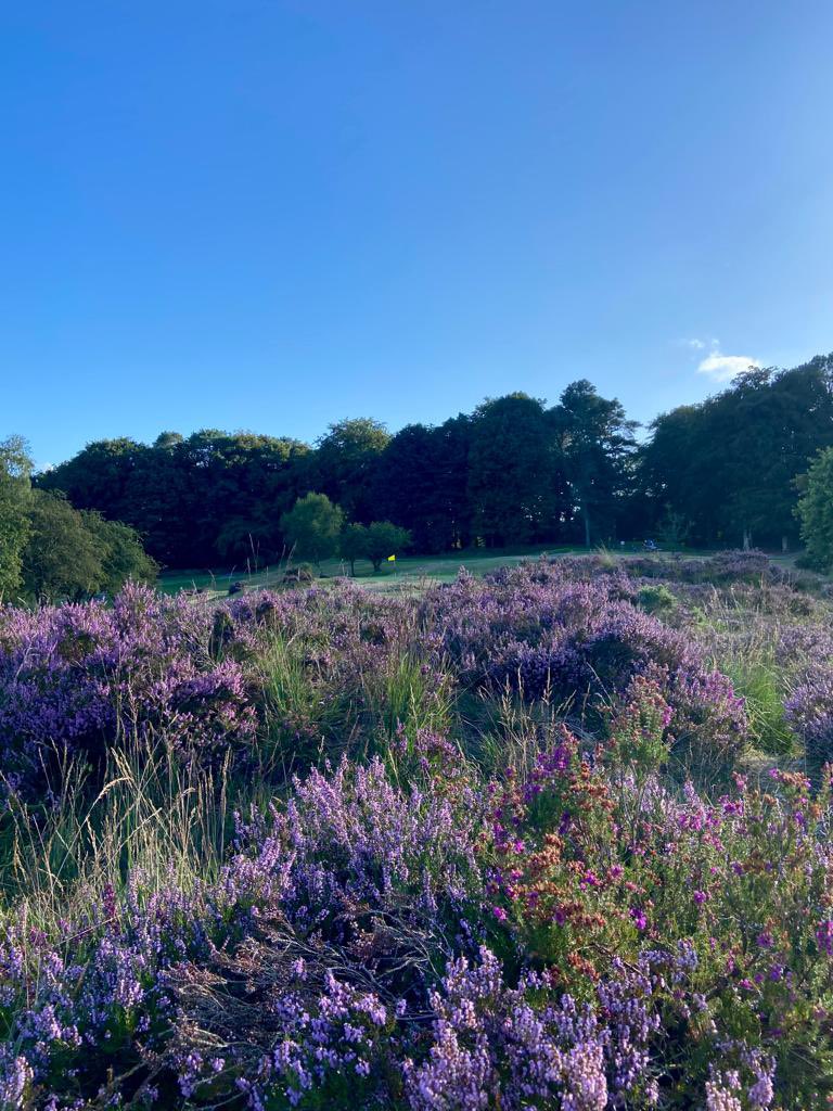 ClandeboyeGC's tweet photo. Good morning from one of the best heathland courses in Uk &amp; Ireland. Don’t take our word for it, come and play during our Open week at the end of August. Check our website for details 👇⛳️ https://t.co/cOtEjjcATe