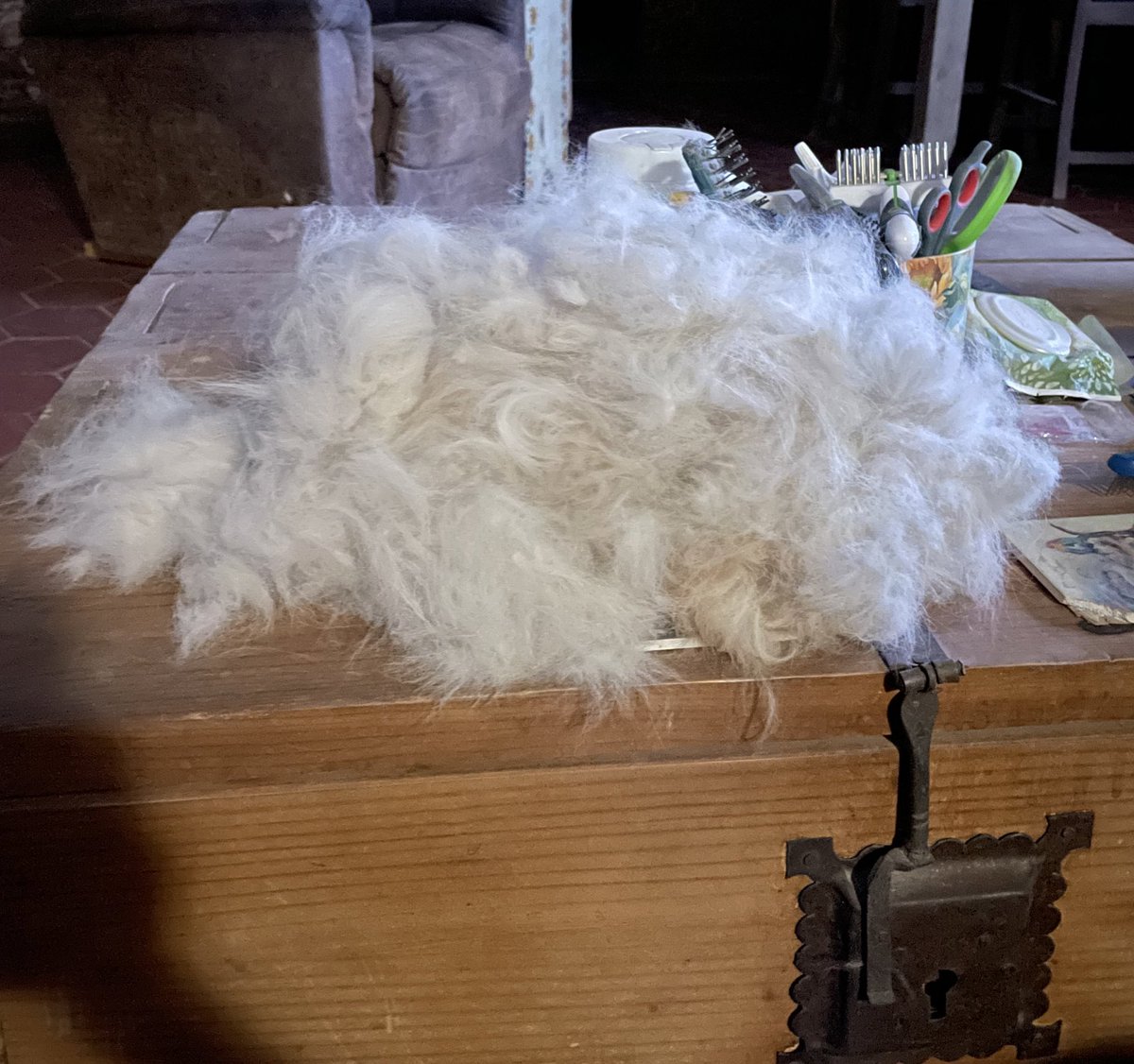 BluebonnetRescu's tweet photo. I get asked on a regular basis โDo Pyrs shed much?โ In a word, YES!!! This came from a short brushing session with Sadie while I watched the news. This was just one side. ๐ณ Maybe tomorrow sheโll let me brush the other side. #shedhappens #brushitoff #fluffnstuff https://t.co/66voxnhdmA