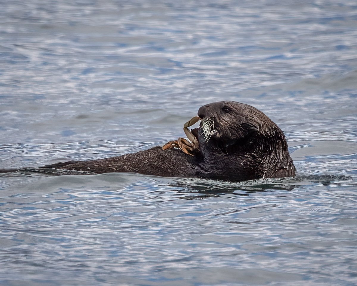 UntamedAperture's tweet photo. Three weeks in Alaska! These are just initial edits, but I couldn't wait to share them!

"Mama, I'mma eat your face Rawr!"

"I'm an otter. I float around on my back and do cute little human things with my hands," like obliterate crabs.

#AlaskaPhotography #BrownBear #SeaOtter https://t.co/2bCmkLxp0s