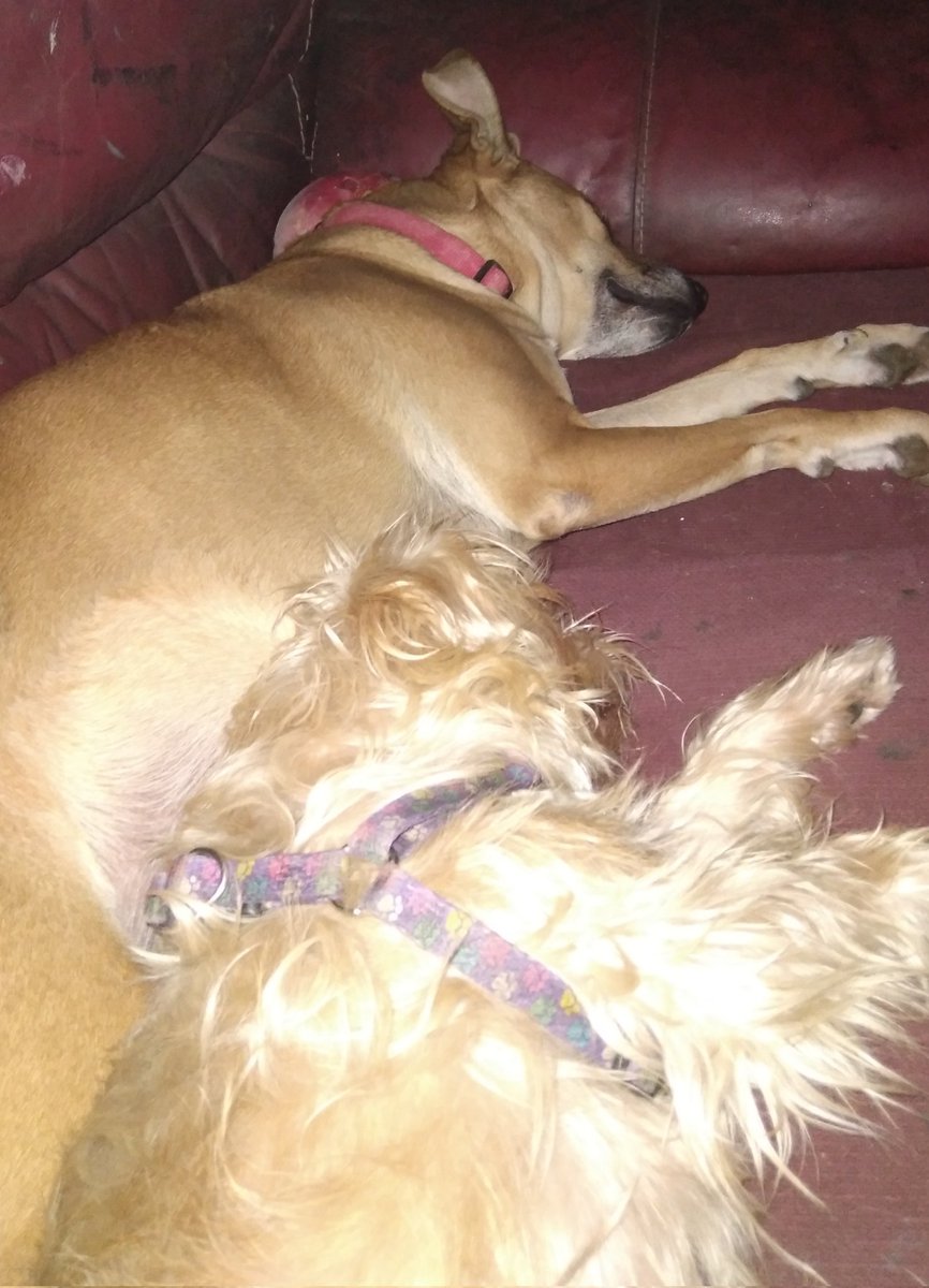 NEWTSWAG71's tweet photo. They may fuss an fight but the end of the day they love each other, love my girls https://t.co/pfGGjZhbtc