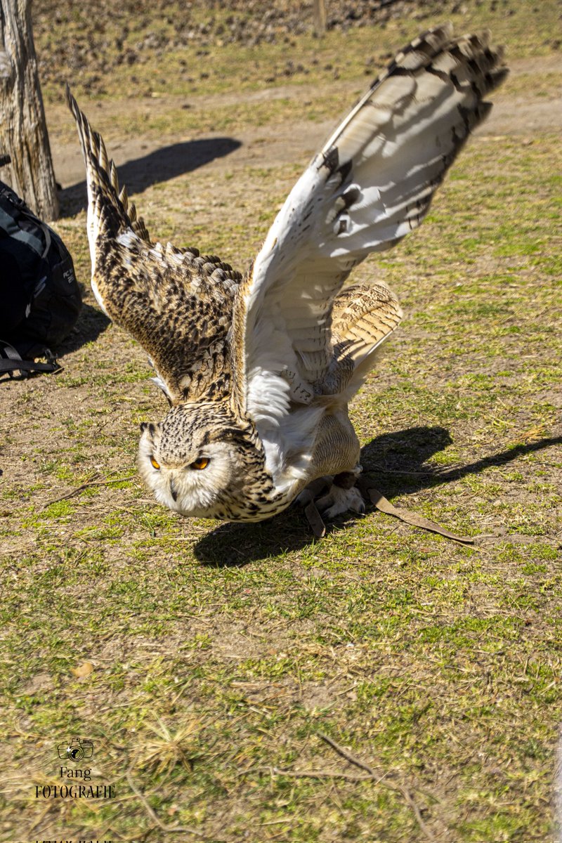 “I’m not very keen for doves or hawks. I think we need more owls.” 
 George Aiken
#fangfotografie #photography #animalphotography #animalphotographer #wildparkhanau #owls #eagleowl #uhu #photographer #canonphotography
