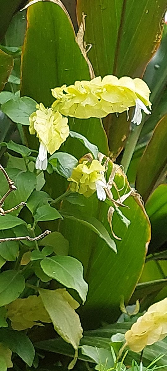 monikasab's tweet photo. @plantsbloke In Panchkula,  India https://t.co/C7FJ3OJUEY