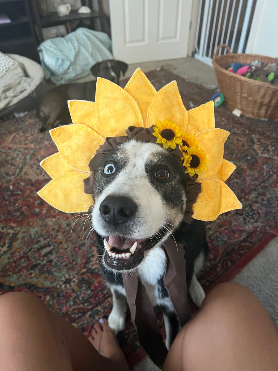 BeckHr93's tweet photo. What a cute sunflower 🌻 
#DogsofTwittter #dogs https://t.co/HboahNc5tM