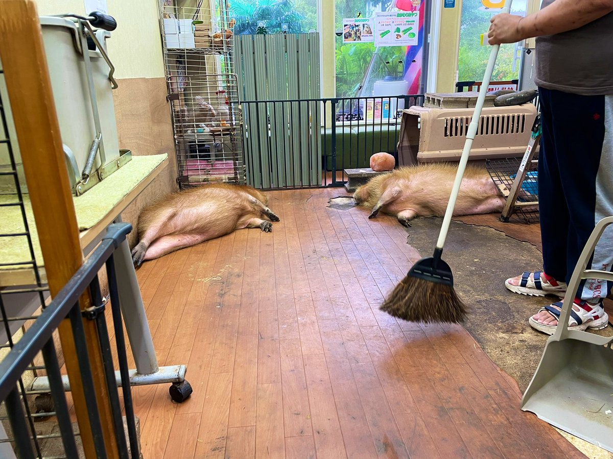 CapybaraLand's tweet photo. Perfectly relaxing morning Miss Potato and Miss Ringo はむ園長掃除中にポテちゃん、リンちゃんごろ〜ん ( ˘ω˘)ｽﾔｧ #capybara #cute #CuteAnimals #カピバラ #かわいい #かわいい動物 #水豚 https://t.co/hMKCq8wLfd