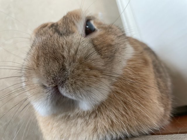 寝うさぎ Twitter Search Twitter