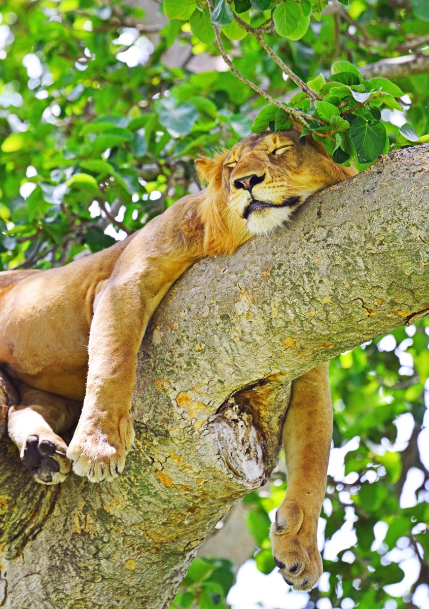 Saturday mornings be like....
#peterhogel #bullbushrivercamp #safari #photography #Uganda #photographysafari #ishasha #VisitUganda #ugandauncovered #wildlifeaccommodation #river #riverlife #poolsideoflife #tranquility #lions