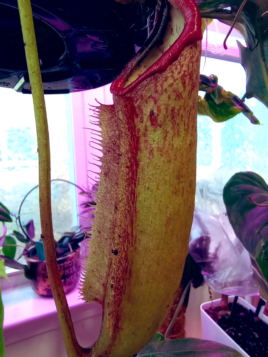 LightBringer50's tweet photo. @PLANTYMike93 Nepenthes Miranda, carnivorous and helps keep bugs off your other plants. I love mine. Fun! https://t.co/o13b8136eQ