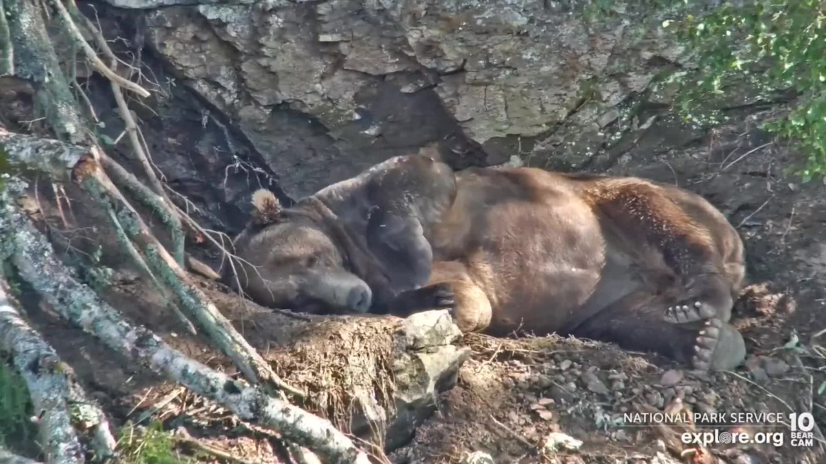 ThinkInPix's tweet image. I'm watching  explore.org/livecams/brown… 
just love watching them do their thang... #brownbearsaredabest #exploredotorg #thisisreallife