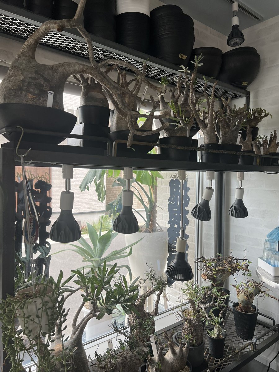 monkey_plants's tweet photo. 暑いから子供達連れて🍦食べにきました
#monkeyplants
#goodtimeplants
#goodtimecafe https://t.co/lASPqPqf4P