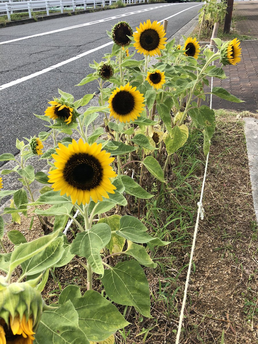 道端に咲くヒマワリ、いい感じ🦋
#ヒマワリ　#自然　＃神戸