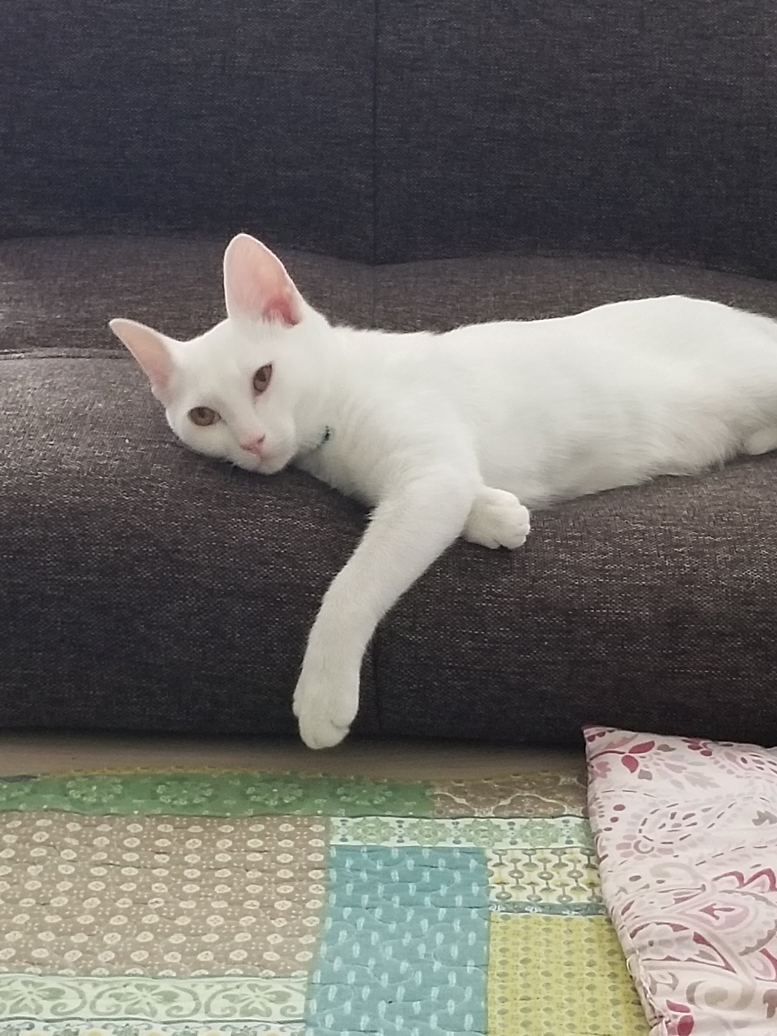 香月ナナ 子猫 寝ぼけ猫 ﾟdﾟ T Co Irz8ykmogj Twitter