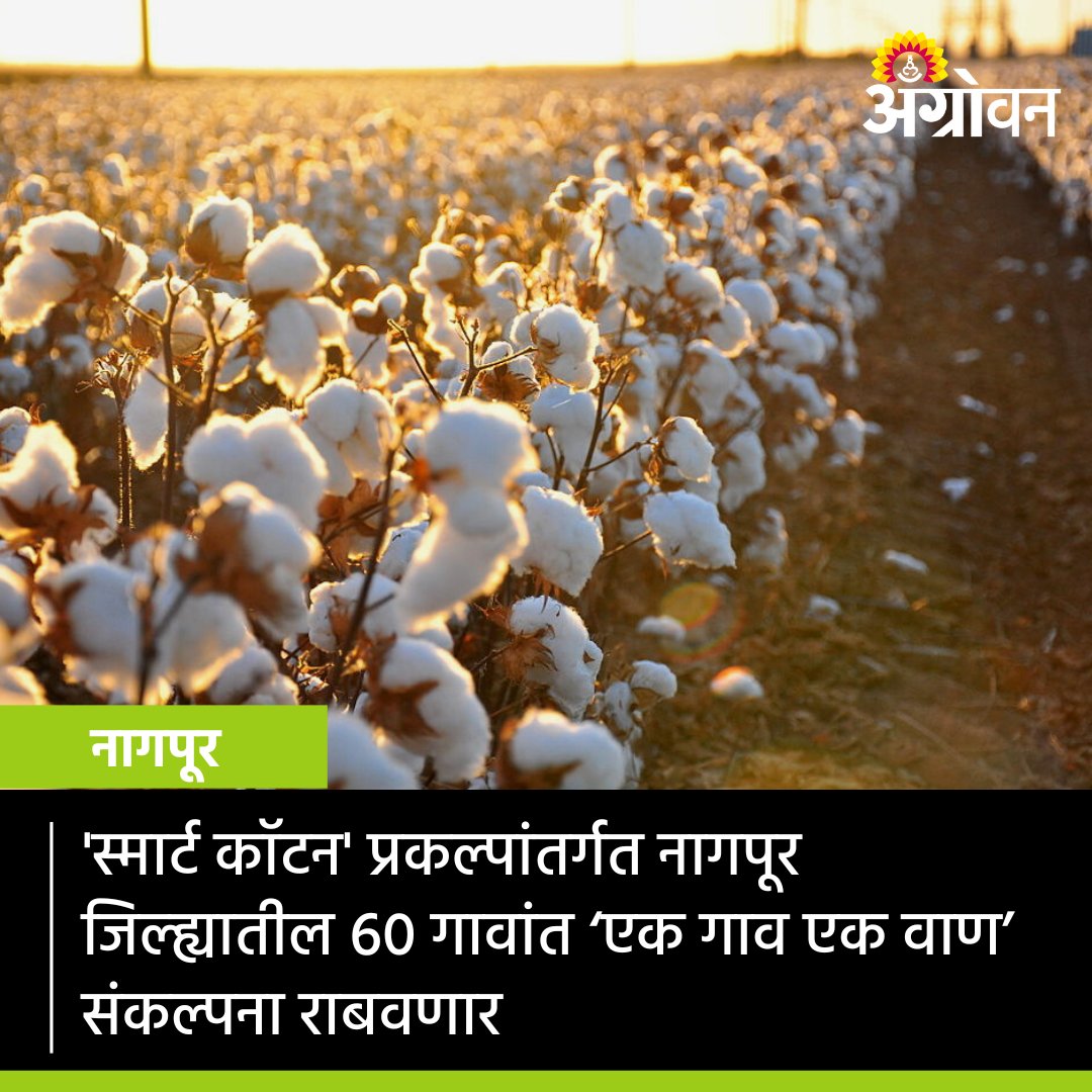 AGROWON's tweet photo. नागपूर जिल्ह्यांत कापूस मूल्यसाखळी विकास उपप्रकल्प राबविला जात आहे. यात जिल्ह्यातील सावनेर, नागपूर, काटोल, नरखेड आणि हिंगणा तालुक्यांतील ६० गावांची निवड केली. या गावांमध्ये ‘एक गाव-एक वाण’ ही संकल्पना राबवली जात आहे.

#Agrowon #AgricultureNews #CottonFarming #GroupFarming https://t.co/nUjCS54iNj