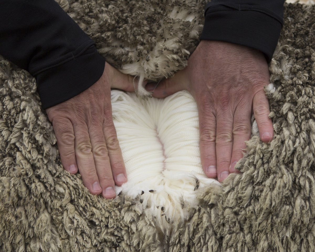 JohnSmedley's tweet photo. Traceable to source, our Extra Fine Merino Wool is sustainably and ethically produced in New Zealand by @NZMerinoCo and ZQ Natural Fibre.
Find out more about our partnership and pioneering legacy at https://t.co/VuNCol24u2.
#nzmerino #ZQRX #regenerativewool #johnsmedley https://t.co/e3CjmrDfI9