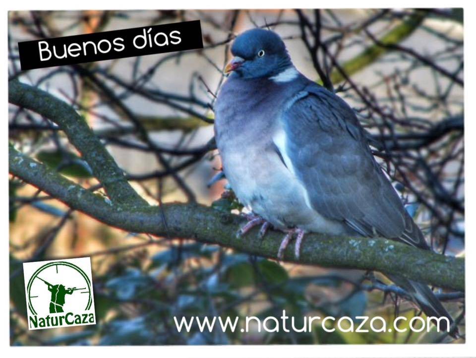 💥 BUENOS DÍAS: Las tiradas de #Torcaz ya han empezado, estáis disfrutando de lances inolvidables? Recuerda esta #MedíaVeda #Seguridad y #Prudencia ☎️ 676101296 o naturcaza.com #Caza #PalomaTorcaz #Tiradasdepaloma