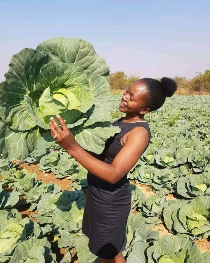 jcniyomugabo's tweet photo. Women in agriculture. https://t.co/g6584NGSV9