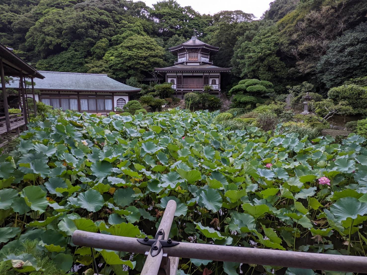大賀蓮 Twitter 搜尋 Twitter