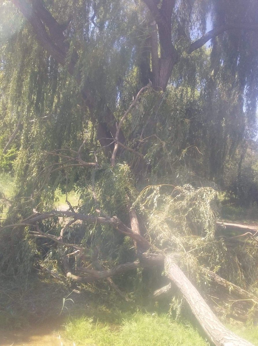 gnibeaumont63's tweet photo. Alors que la France, et donc Beaumont, a connu l'été le plus chaud et le plus sec de son histoire, les arbres ne sont pas vraiment à la fête sur la commune. 
Ici les travaux du Parc du Bray, et le magnifique Saule pleureur vers l'Artière... #ecologie #nature #arbre #beaumont https://t.co/BuQNXuIlDk