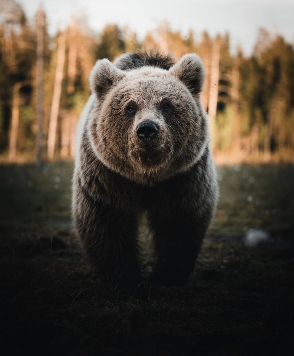 Eve contact with this bear 🐻 It’s always something special to see these wilderness creatures from the forest 🌲