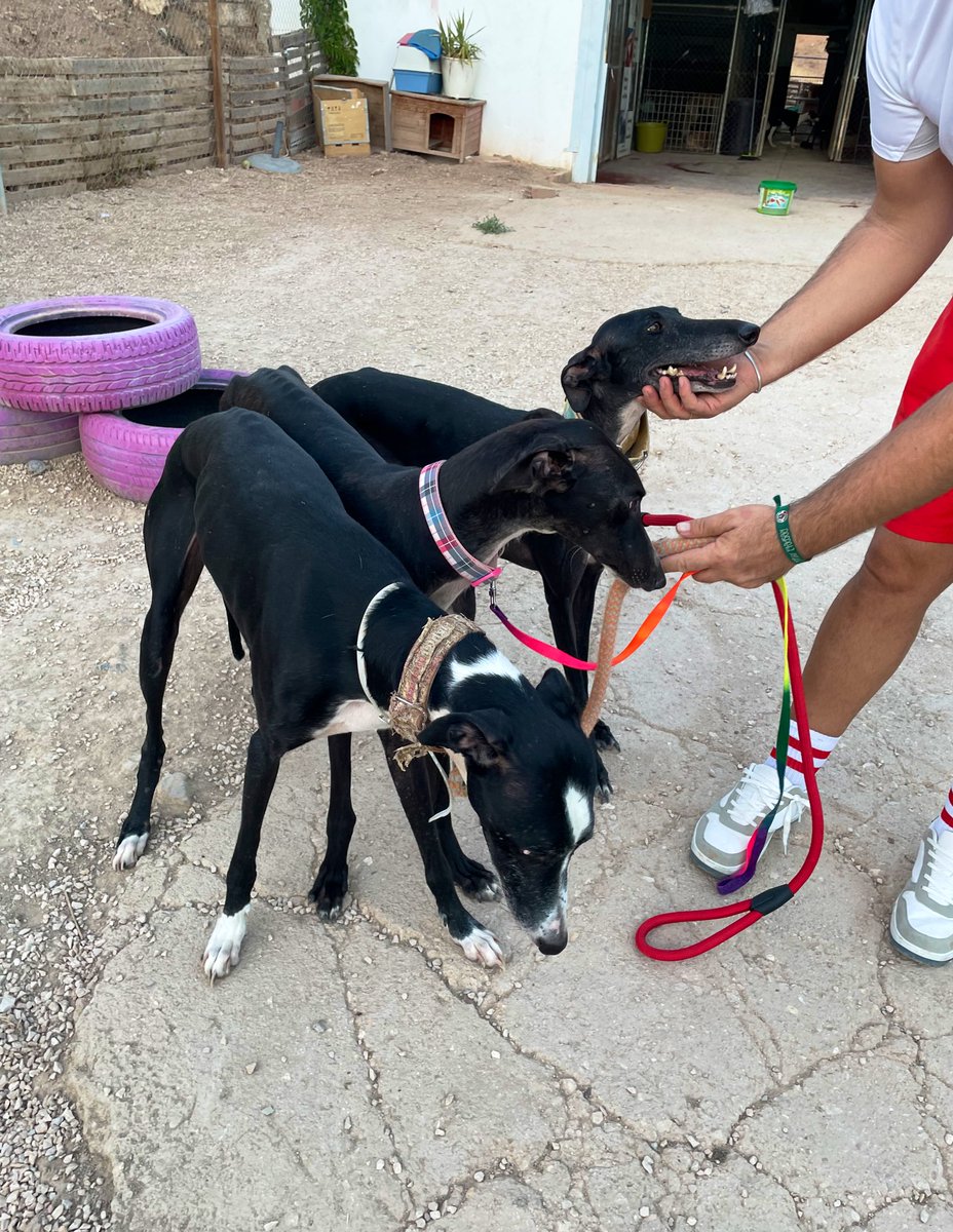 huelladejaen's tweet image. Por favor, solicitamos urgentemente ayuda con ellos para su adopción!!
Estamos en Jaen…
Sacados de perreras y cedidos por cazadores; sin chip y sin vacunar…
No podemos recoger más en nuestras instalaciones si no encontramos acogida o adopción.
HuellaDeJaen.Org 🐾