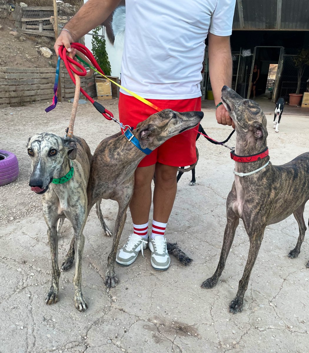 huelladejaen's tweet image. Por favor, solicitamos urgentemente ayuda con ellos para su adopción!!
Estamos en Jaen…
Sacados de perreras y cedidos por cazadores; sin chip y sin vacunar…
No podemos recoger más en nuestras instalaciones si no encontramos acogida o adopción.
HuellaDeJaen.Org 🐾