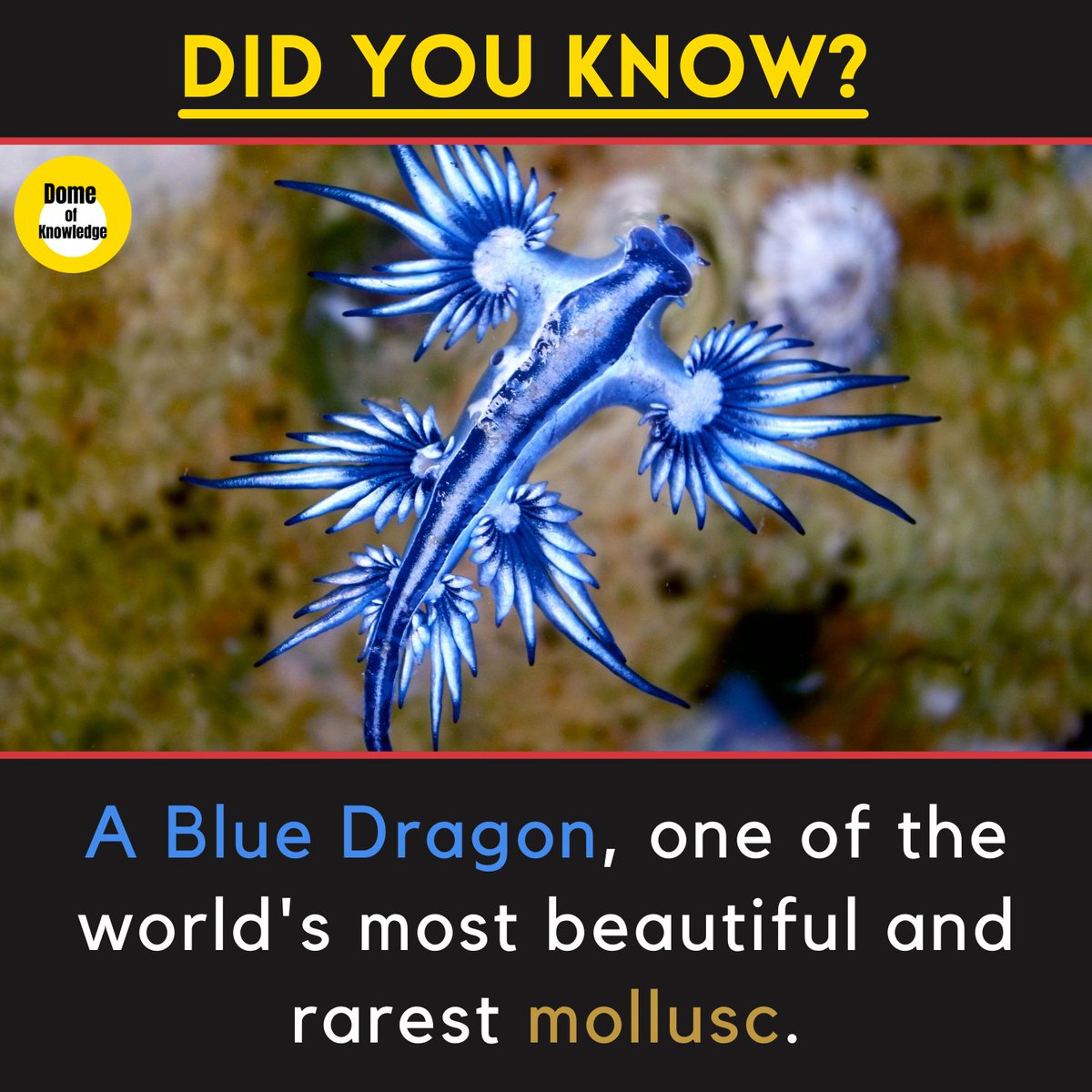 DomeKnowledge's tweet photo. A Blue Dragon, one of the world's most beautiful and rarest mollusc.
.
.
.
#Facts #FactsMatter #bluedragonseriesawards #CholaChola https://t.co/kdVD61r15s