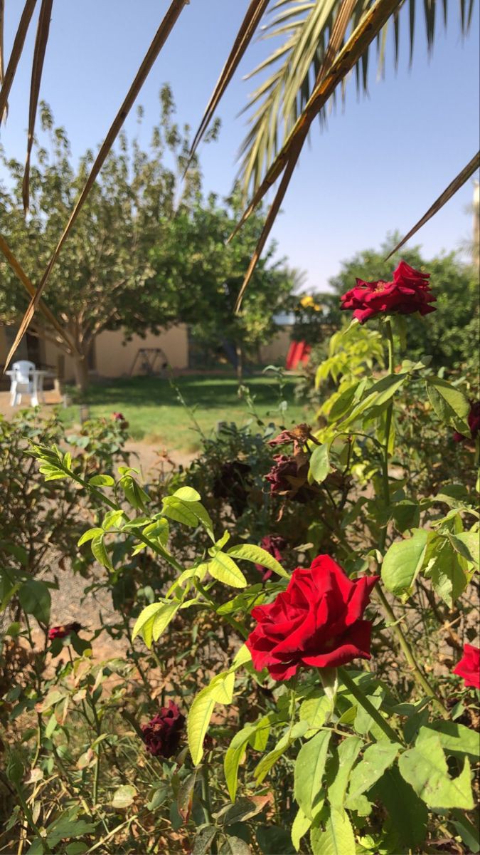 omanQueen_91's tweet photo. -

ما نفعلهُ بحب يحيا طويلاً ,
طويلاً أكثر بگثيرٍ من أعمارنا..
🌹 https://t.co/XlauzM8cms
