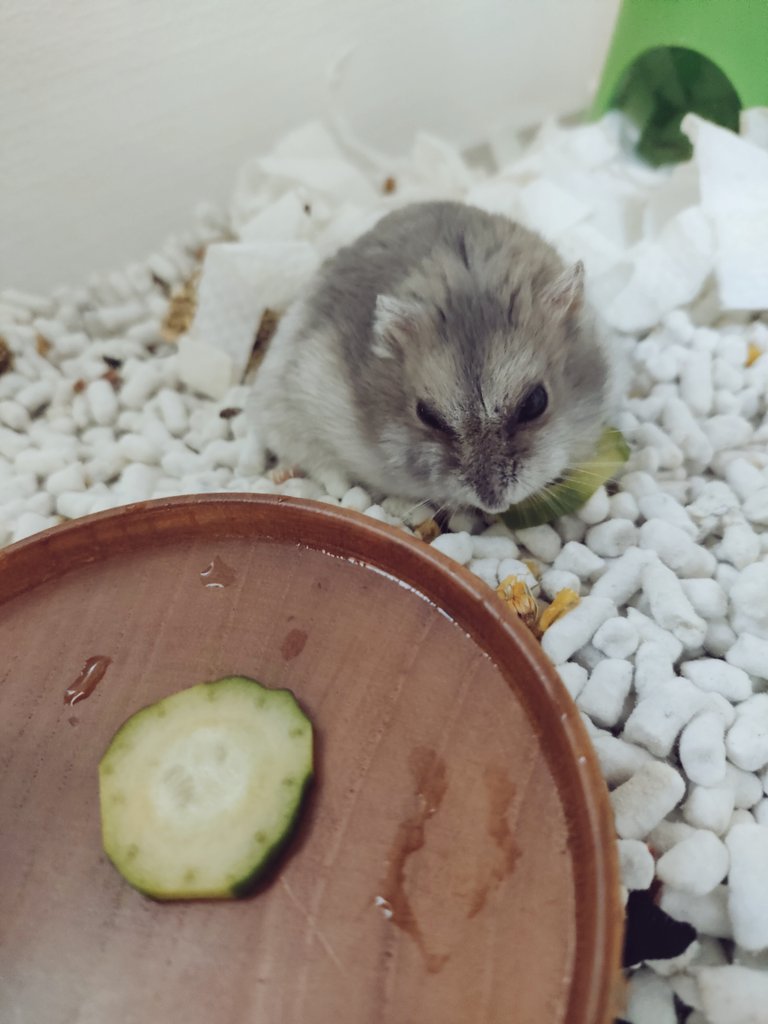きゅうりをあげたら美味しそうに食べてくれました😋🎶＃ハムスター #ハムスターのいる暮らし #ハムスター部 #ハムスター好きと繋がりたい #ハムスターのいる生活