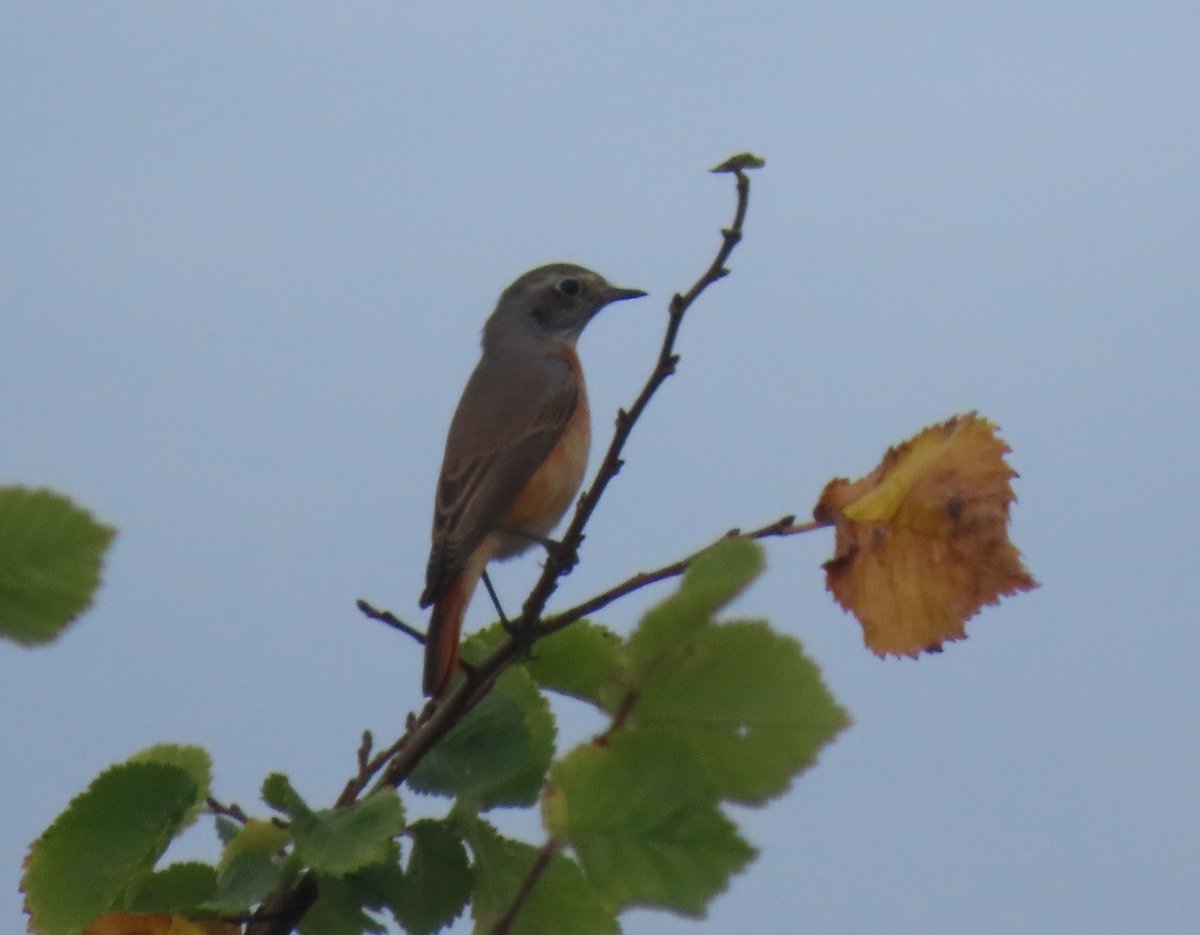 LittleseaObs's tweet photo. Redstart (first for autumn) showing reasonably well at Littlesea obs this morning. https://t.co/UFXxGCVV9x