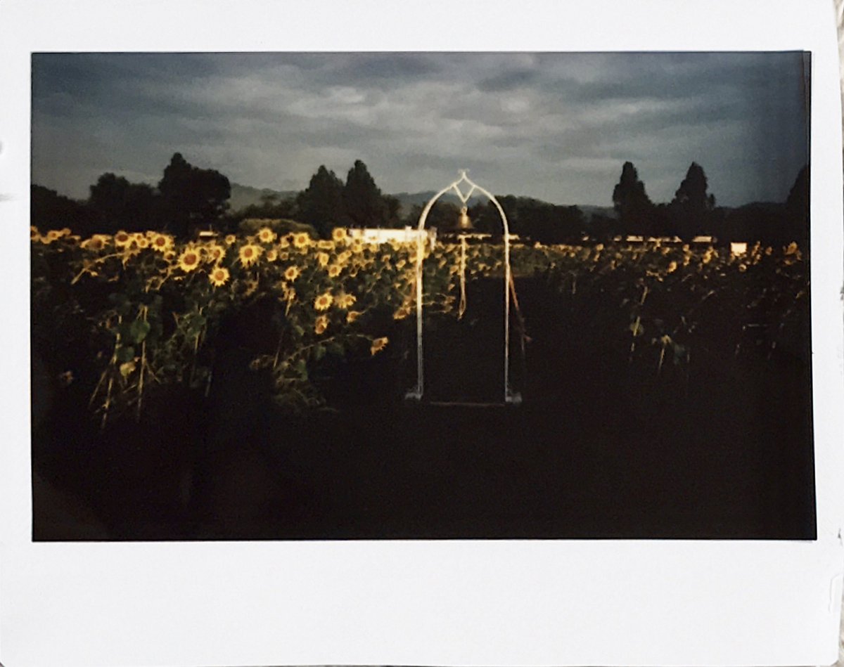 teru8977's tweet image. 📸RF70📸

🌻🌻🌻🌻🌻

@MiNT_camera_JP 
#RF70 #instantkonrf70 
​#mintcamera   #フィルムカメラ　#filmphotography 
#向日葵　#ひまわり　#座間市　#座間のひまわり