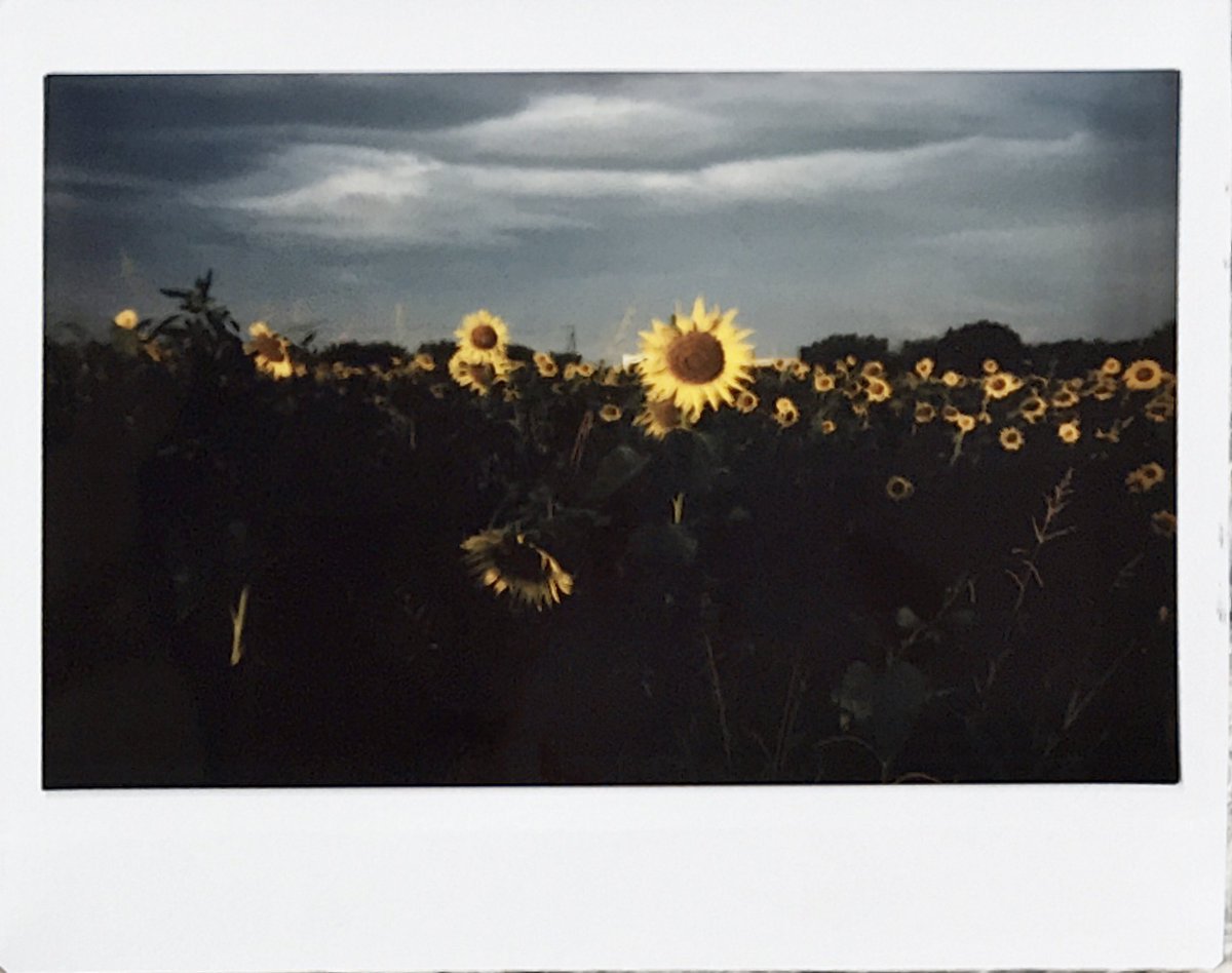 teru8977's tweet image. 📸RF70📸

🌻🌻🌻🌻🌻

@MiNT_camera_JP 
#RF70 #instantkonrf70 
​#mintcamera   #フィルムカメラ　#filmphotography 
#向日葵　#ひまわり　#座間市　#座間のひまわり