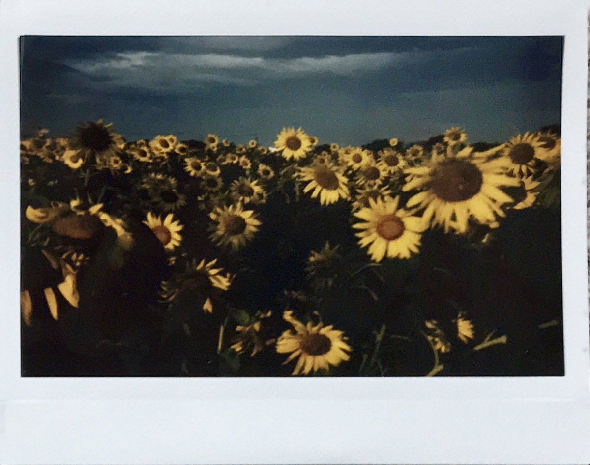 teru8977's tweet image. 📸RF70📸

🌻🌻🌻🌻🌻

@MiNT_camera_JP 
#RF70 #instantkonrf70 
​#mintcamera   #フィルムカメラ　#filmphotography 
#向日葵　#ひまわり　#座間市　#座間のひまわり